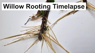 42-Day Timelapse: Willow Cuttings Rooting in Water