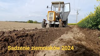 Sadzenie ziemniaków 2024 ~Kujawy                 Ursus C-360 3p