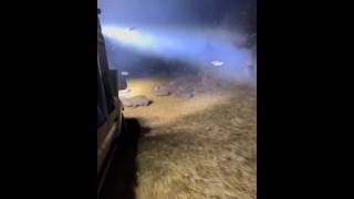 Fully Automatic Weapons vs Feral Hogs 10sec of CARNAGE #hunting #outdoors #piggy #wildhogs #carnage