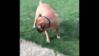 A hefty mastiff playing with a bulldog puppy/Здоровенный мастиф играет с щенком бульдога