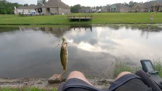 fly fishing for bass and bream