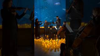 Haldon Quartet play their tribute to Taylor Swift at the National Marine Aquarium 🎻 #stringquartet