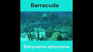 Melhores Momentos Mergulho no Caribe Encontro mergulhador Barracuda - Barracuda diver encounter