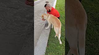 ３本足のガンちゃんはスペアリブを食べ続け肩の筋骨隆々になりました。Three-legged stray dog in Batumi, Georgia