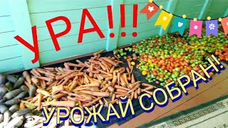 Ура-а!!! Урожай собран!🍅🥕🙂