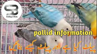 Detailed information about Pallid Mutation and it's working. پیلڈ کے بارے میں تفصیلی معلومات