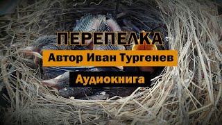 Перепелка И.С.Тургенев Аудиокнига #аудиокнига #классика #тургенев #литература #shorts #shortsvideo