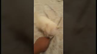 Los perritos pomerania mas bonitos De youtube