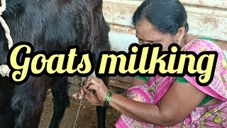 Goats milking by hands 🥰