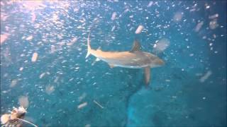 Reef Shark Attacks Steals Lionfish (Spearfishing) - Short Version