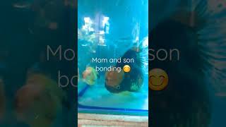 Mom and son goldfish oranda bonding moments 😊 #shorts #goldfish