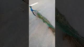 peacock #beautiful #trendingshorts #viralvideo