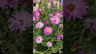 Астры кустарниковые. Shrub asters. #shorts #flowers