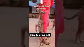 I like to drink milk 🙋🥰 #italy #funny #india #animals #dear #shortvideo #1million #trending