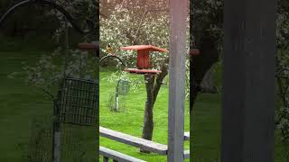 Baltimore Orioles eating grape jelly