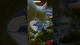 cat funny video  #turkishangora #summerofshorts #ytshorts