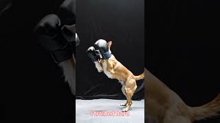 a dog wants to be a boxer