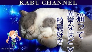 【エキゾチックショートヘア】猫は綺麗好きですねーー。かーちゃんもですぅー。笑