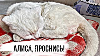 КАК РАЗБУДИТЬ ГЛУХУЮ КОШКУ. РАБОЧИЙ СПОСОБ 100%