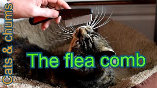 How to use a Flea Comb on a cat | Brushing your cat