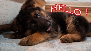 German Shepherd Puppy First Day Home