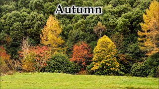 Autumn, Native Birds -  Tui, Fantail, Silvereye #4k #newzealandnature #birds #birdsong