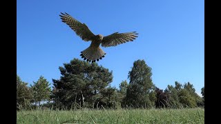 Hunting Scene: Common kestrel catches mice and feeds its offspring Jagdszene: Turmfalke fängt Mäuse