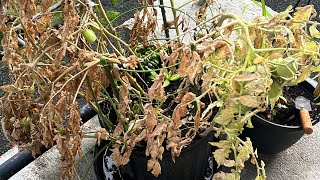 Little Tomato Harvest