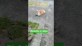 Binisita ni Skye mga Kaibigan niya #dog #doglover #cat #catlover #youtubeshorts