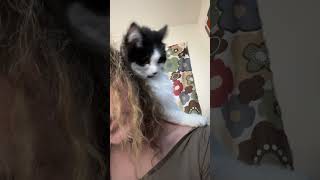 My cat is weird! #cats #funny #shorts #foryou #pets #cute #petsofyoutube #silly #fyp