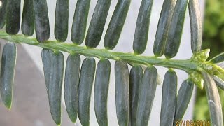 Torreya grandis / Grosse oder chinesische Nusseibe