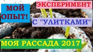 Обзор моей рассады. Эксперимент с "улитками". Результат.