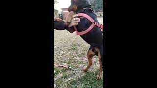 The smartest dog #Rottweiler Rhino