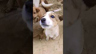 cute puppy funny video 🤩 shorts video viral funny shorts #shortvideo #viralshort #reels #814