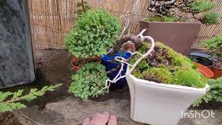 bonsai, that's cheap and fun