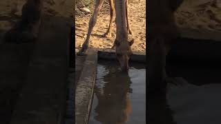 Thirst Quenched: Captivating Moments of a Camel Drinking from a Pond