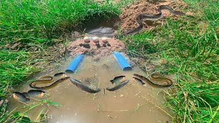 Best Fish Trap Using PVC Pipe Easy To Catch Fish And Eel .(Episode 126)