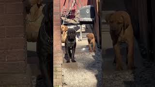 South African Boerboel Puppy’s