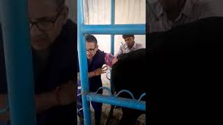 Embryo transfer in cattle