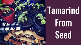 Tamarind Propagation (Street Tree Seeds)