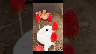 Cutie rabbit 🐇 eating strawberries 🍓🍓🤩🥰😘