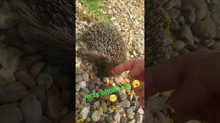 #zwierzęta #jeż #ogród #dlaciebie #animals #hedgehog #friends #shorts #shortvideo #short