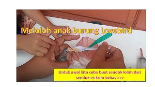 Meloloh anak burung Lovebird