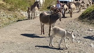 Ecopastoralisme à Crolles