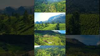 Munnar - Gods own Country - Kerala - Drone shot - cinematic - Drone bossco