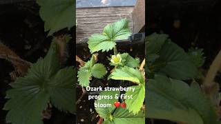 First strawberry bloom! ❤️🍓🥰 #gardening #garden #strawberry