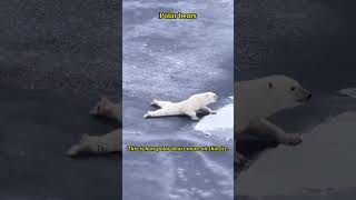 Polar Bear's Movement on Thin Ice