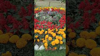 beautiful flowers circle #flowers