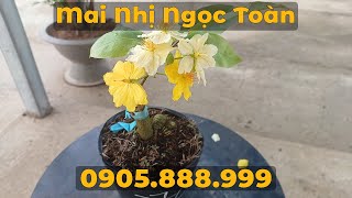 Lô mai Nhị Ngọc Toàn chuẩn giống | Vườn Mai Hoàng Long