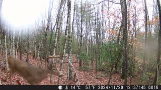 Buck chasing doe